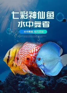 �߲������~�Ꭷ�~�^�p�~���y���������{�t�����c �؃r2-10����