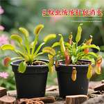 捕蝇草植物盆栽猪笼草驱蚊绿植物捕虫趣味食虫草懒人好养室内桌面