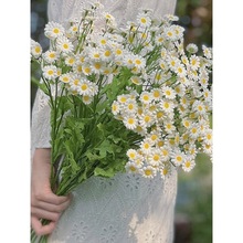 RinsWtСrջʾռٻ廨Ҿb2026