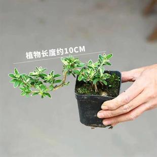 Desktop Popular Small Potted Plants June Snow Moss Ball Cute High-End Indoor Office Desktop Green Plant Potted Plants