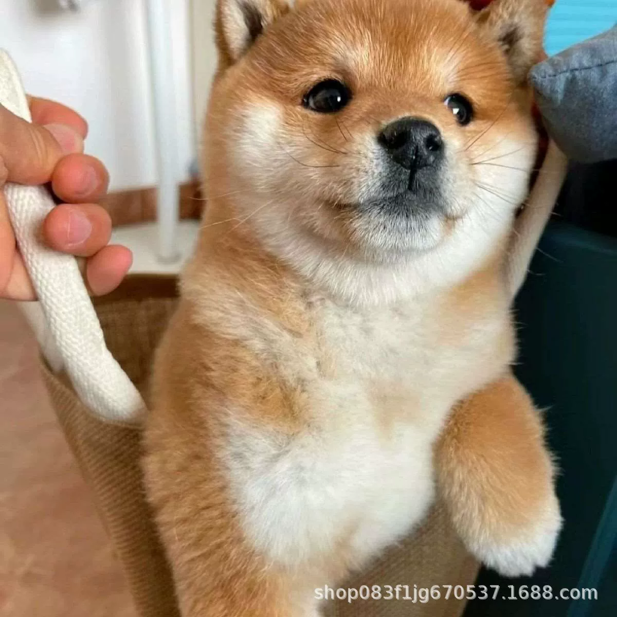 Чистокровная собака среднего размера Шиба-ину живая собака Шиба-ину Шиба-ину щенок живая собака домашнее животное щенок живое животное