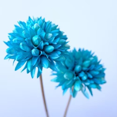 Flores Secas de Magnolia de Yunnan, Ramo de Magnolia de Mil Lengua, Flores Secas Combinadas, Decoración Suave para el Hogar, Fabricante de Ramos, Venta al por Mayor