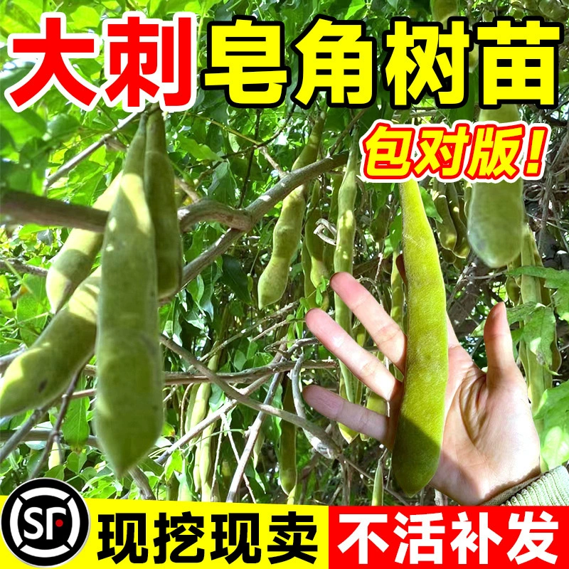 Саженцы сапонарии, большие шипованные деревья сапонарии, зеленые саженцы сапонарии, посадка в горшках, саженцы сапонарии с лекарственным маслом в диком дворе