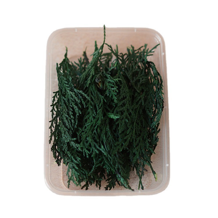 【松の枝柏の葉】クリスマスツリーdiy手作り花輪飾りグリーン永生花ヒノキ香薫ろうそく乾燥花|undefined