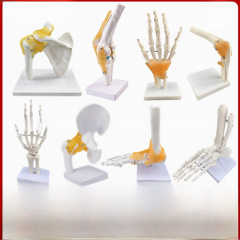 Human knee joint model shoulder joint elbow joint hand joint foot joint hip joint natural large bone model
