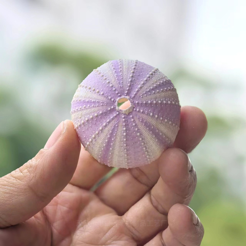 Purple Sea Purple Cosmetic Shell 5-6cm1