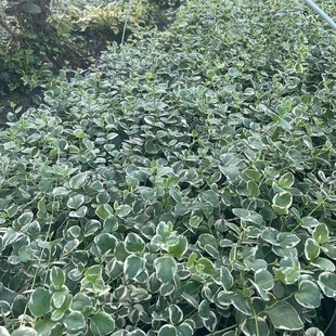 ���~���L���pɫ�� �ر�ֲ�� �ɶ��@�־G��������ľ ���ّҒ�Gֲ