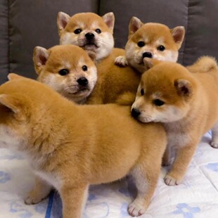 ���۲�Ȯ��Ȯ���w���ﹷ����ͥȮС��Ȯ��ɫ��Ȯ���̼��B��Ȯ����