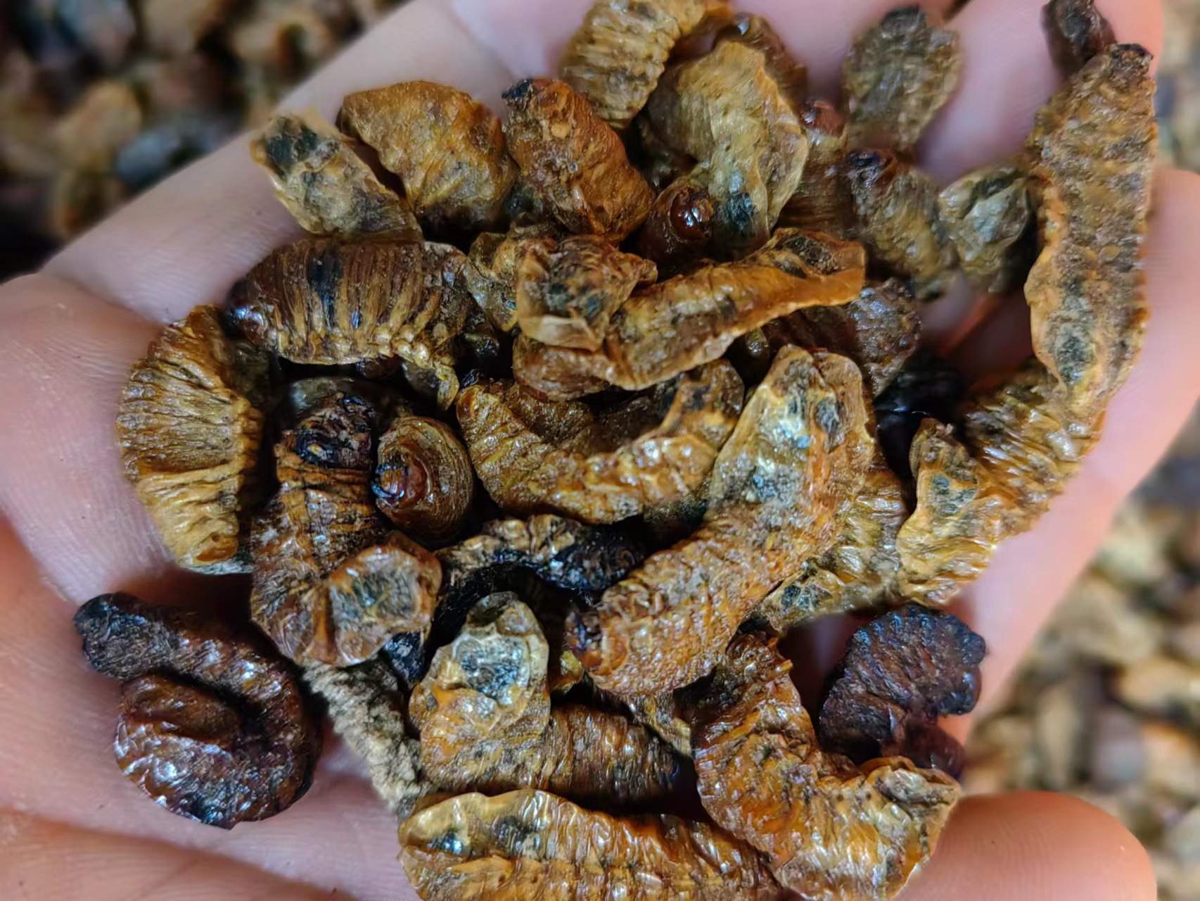 Qi Cao (Holotrichia diomphalia Larva) — Dried Insect Herb, 500g key features