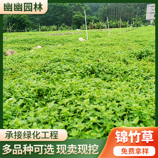 Jinzhuzhu Grass Roof Greening Insulation Plant Wall Resistant to High Temperature and Drought Lawn Ground Cover Grass Jinzhuzhu Grass Base Resistant to Sun Exposure