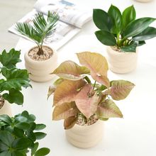 解忧万花筒室内绿植ins吸甲醛净化空气桌面好养四季长青懒人包邮