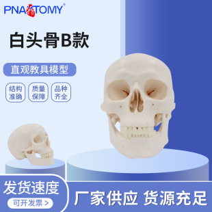 PNT-0150B���^��B ��֬��ˇƷ1:1���t�^ģ�� ���g���t�^���ܔ[��