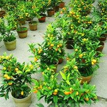 ����������Ԙ����ļ�����ʳ��С��������Ƥ������ؔ���҃�ֲ��