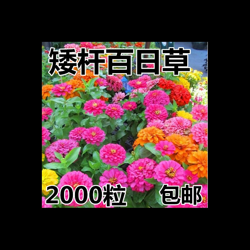 Смешанные цвета семян цветов циннии, семена цветов гномов, семена цветов циннии, цветущие в четыре сезона, семена циннии для улицы