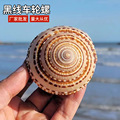 天然大海螺贝壳草帽螺车轮螺鱼缸造景白珊瑚摆件海星海洋标本收藏