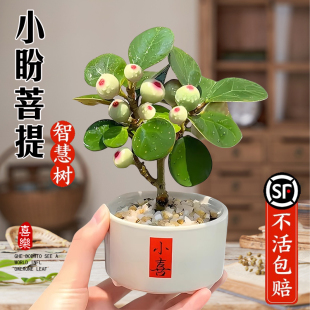 Little Bodhi Tree Potted Plant with Fruits for Office Desktop, Chinese Zen Style Indoor Small Bonsai, Easy to Care for All Seasons