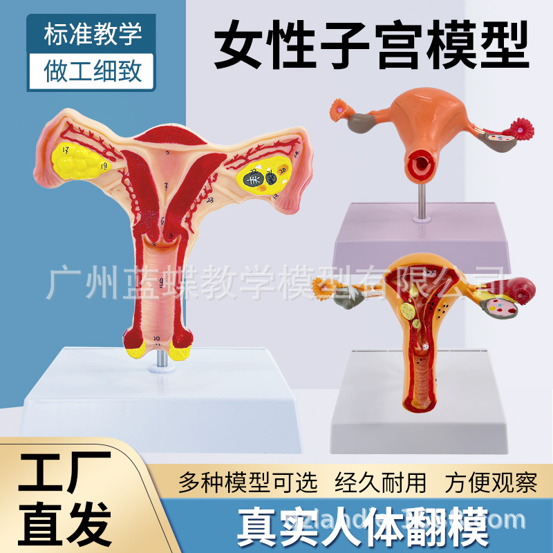 ����Ů����ֳ�ӹ����ʲ���ģ�� �����ѳ���ѧģ�� ������ֳ�ƽ̾�