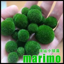 海藻球marimo马里莫批发宿舍宠物100岁鱼缸水培植物微景观生态瓶