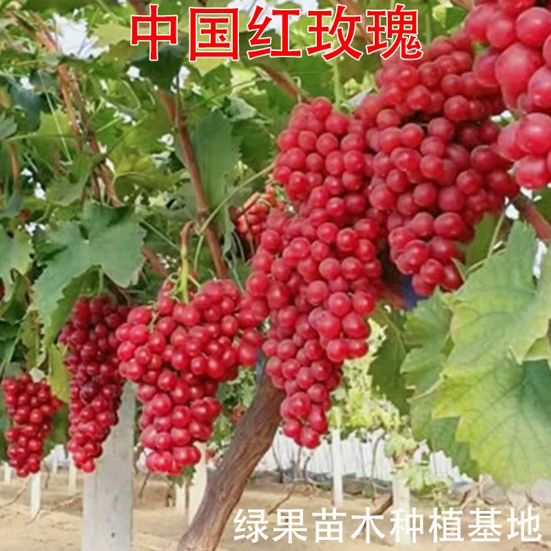 Саженцы фруктовых деревьев, китайские красные розовые виноградные саженцы, привитые виноградные саженцы, садовые саженцы, база для посадки сада