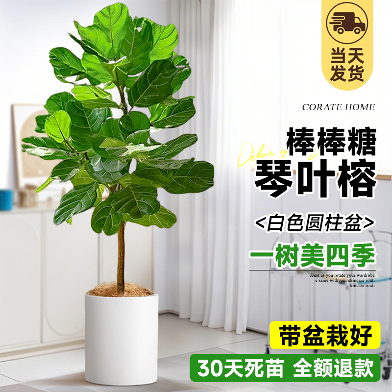 [롤리팝 모양] 프리미엄 진예롱 1-1.3m (흰색 원통형 세면대) 프리 브라운