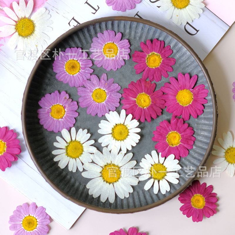 Margaret Daisy Embossed Specimen Dried Flower Baffled Flower Handmade Sticker Wholesale Material Bag Flower Flowers Margaret Daisy Embossed Specimen Dried Flower Baffled Flower Handmade Sticker Wholesale Material Bag Flower Flowers