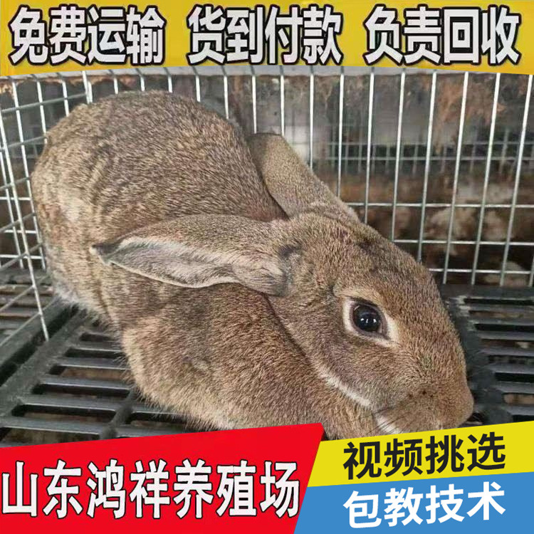 conew_u=1943234259,857478590&a