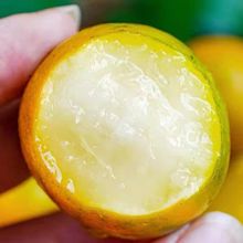 廣西融安滑皮金桔新鮮橘子水果當季甜桔子薄黃皮小金桔中通包郵