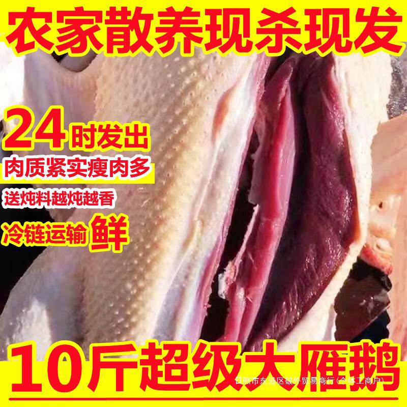 大超大老鹅雁鹅大鹅鹅肉多包瘦肉送料新鲜鹅10散养斤大鹅整只白鹅