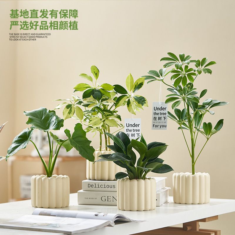 Crimson Potted Plant Green Plant Nordic Ins Simple Style Office Interior Decoration Purifying Air in addition to Formaldehyde Crimson Potted Plant Green Plant Nordic Ins Simple Style Office Interior Decoration Purifying Air in addition to Formaldehyde