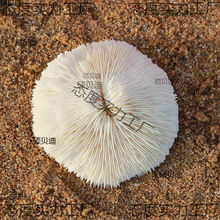 天然白珊瑚圆形海菊花海蘑菇贝壳鱼缸造景道具装饰品摆件水晶消磁