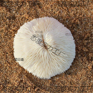 ��Ȼ��ɺ���A�κ��ջ���Ģ��ؐ���~���쾰�����b�Ʒ�[��ˮ������