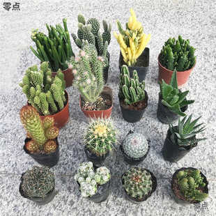 Succulent Plants, Cactus, Cactus, Flowering Plants, Formaldehyde-Absorbing Plants, Mount Wanheng Yellow-Haired Palm, Indoor Radiation-Proof Potted Plants