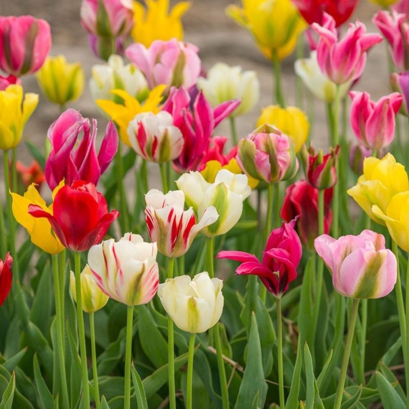 Spot Imported Tulip Bulbs Single-Petal Variety 1 Piece Packed with 5-Degree Bulbs Indoor Flower Potted Plants That Bloom in All Seasons and Are Easy to Grow
