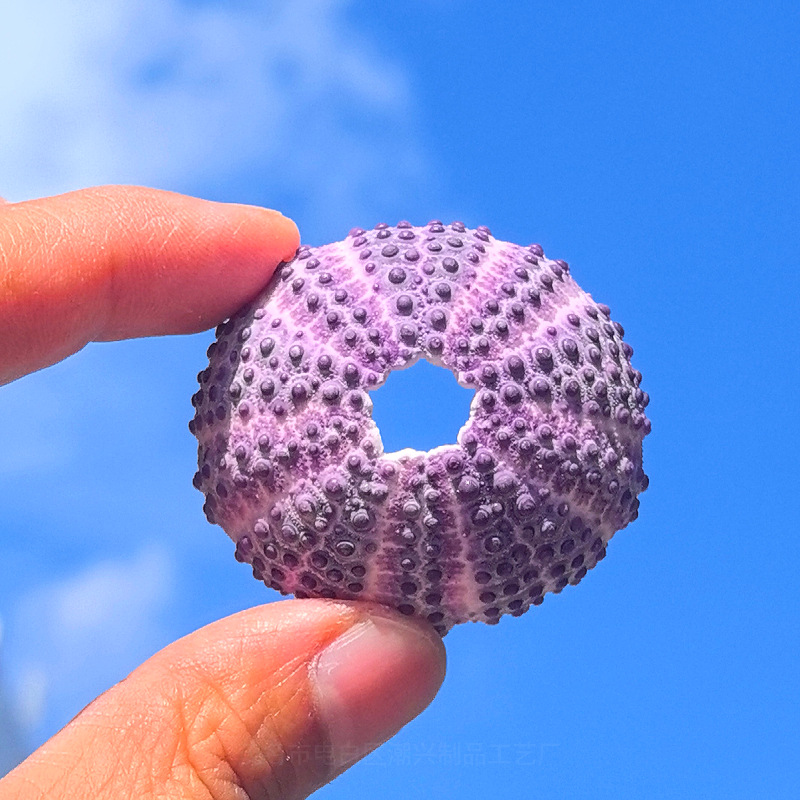 Red long sea urchin shell (4-6cm) general goods 1 piece