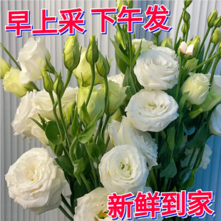Yunnan Kunming Platycodon Flower Base Fresh Flowers Direct Delivery Bouquet Living Room Home Arrangement Water Cultured Real Flowers Cross-Border