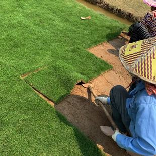Real Turf with Soil Lawn Manila Four-Season Green Green Grass Bentgrass House Landscaping Slope Protection Lawn