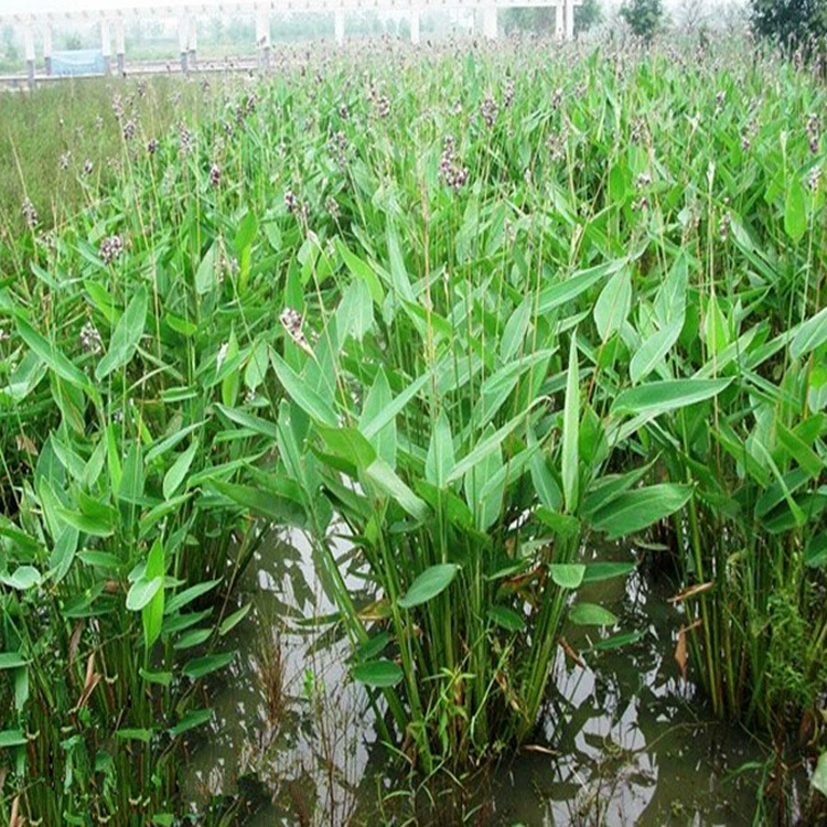 Водное омоложение Цветок Рассада Река Очистка Цветы Растения Пруд Озеленение Искусственные водно-болотные угодья Водные растения Декоративные цветы