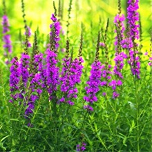 ǧ˷Nļ׻޸NˮRNͥԺͺ