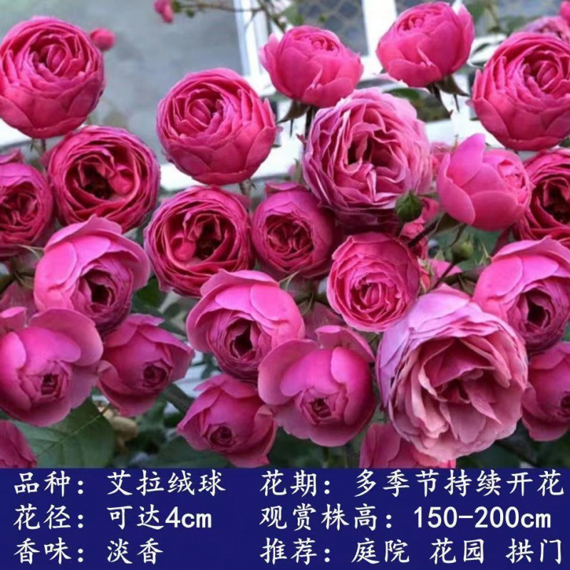 Flores de gran pila de rosas de rosa de temporada vieja, plantas de patio fragrantes, flores de balcón, flores de flores de rosa de rosa en todas las estaciones image 14
