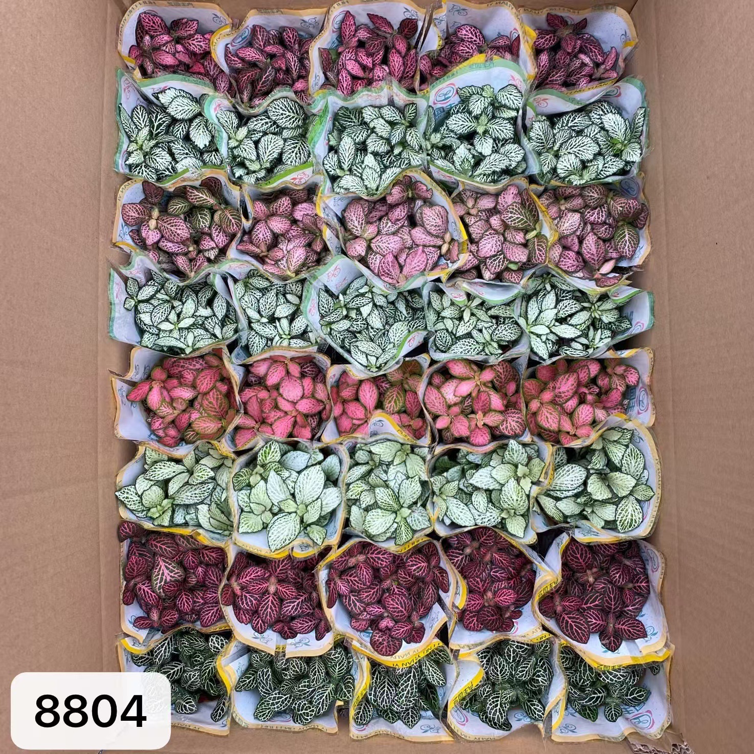 8804  大箱網紋草混裝54盆