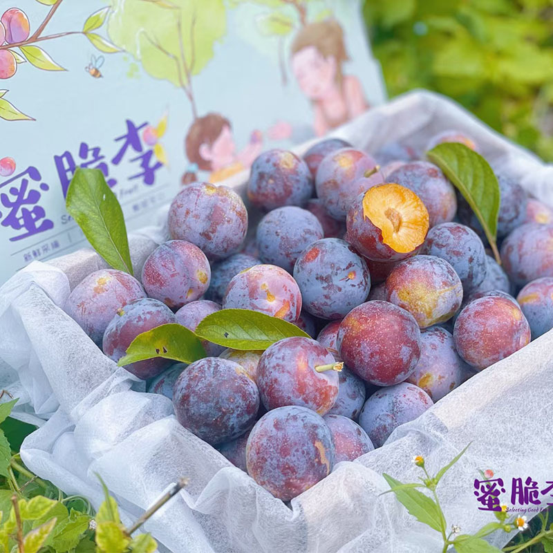 【SF Express JD.com】Fresh seasonal crispy red honey plums from Wenchuan, Sichuan, freshly picked and shipped, whole box 2.25kg pack 【SF Express JD.com】Fresh seasonal crispy red honey plums from Wenchuan, Sichuan, freshly picked and shipped, whole box 2.25kg pack