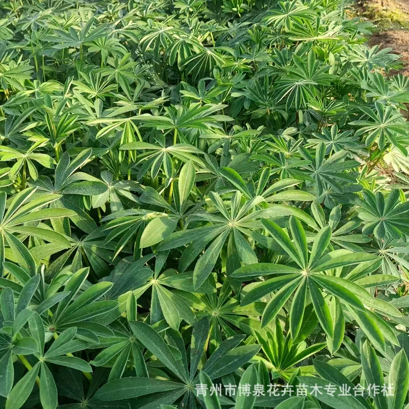 Люпиновые горшечные растения, люпиновые растения для улицы и двора, цветочные зеркальные растения смешанных цветов, оптовые рассады люпина.