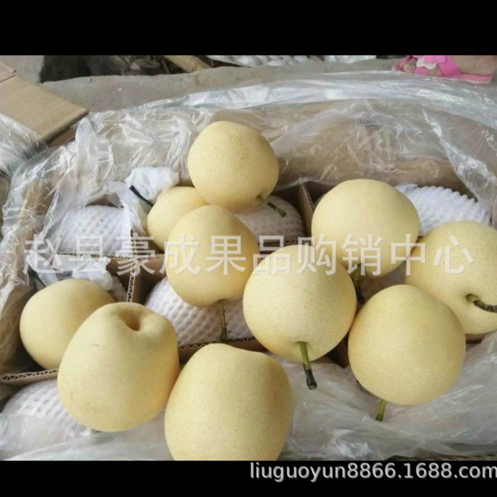 河北赵县皇冠梨是水果梨子便宜批发黄冠梨雪梨鸭梨采购代办储存