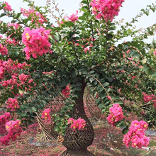 ���^�G����ޱ��ƿ ���@�ֵ��G�����;��^��ޱ��ƿ���� ���ռt����