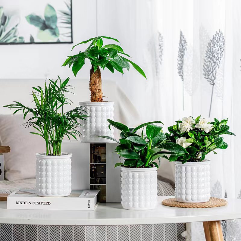 골든 다이아몬드 + 치자나무 + 머니트리 + 작은 코코넛(흰 거품 화분) + 영양액