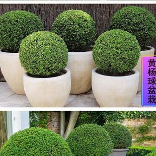 Small Leaf Boxwood All Year Round Boxwood Saplings Evergreen Plant Ball House Boxwood Saplings Melon Seed Courtyard Greening Ball Tree