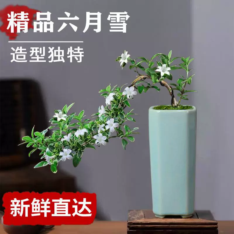 Golden Edge Cliff June Snow Bonsai Офисное зеленое растение Настольное легкое в уходе маленькое комнатное растение в горшке Декоративное украшение в стиле дзен.