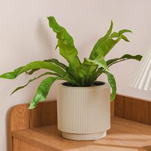 �؟��մɇ��ʻ���͸����ˮ����u׃ɫ��ˇ�l�y���бP�Nֲ�����m��