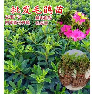 ë���N�ļ�����ͥԺ�G����ľӳɽ�të�N�绨���ͺ����Bë���绨��