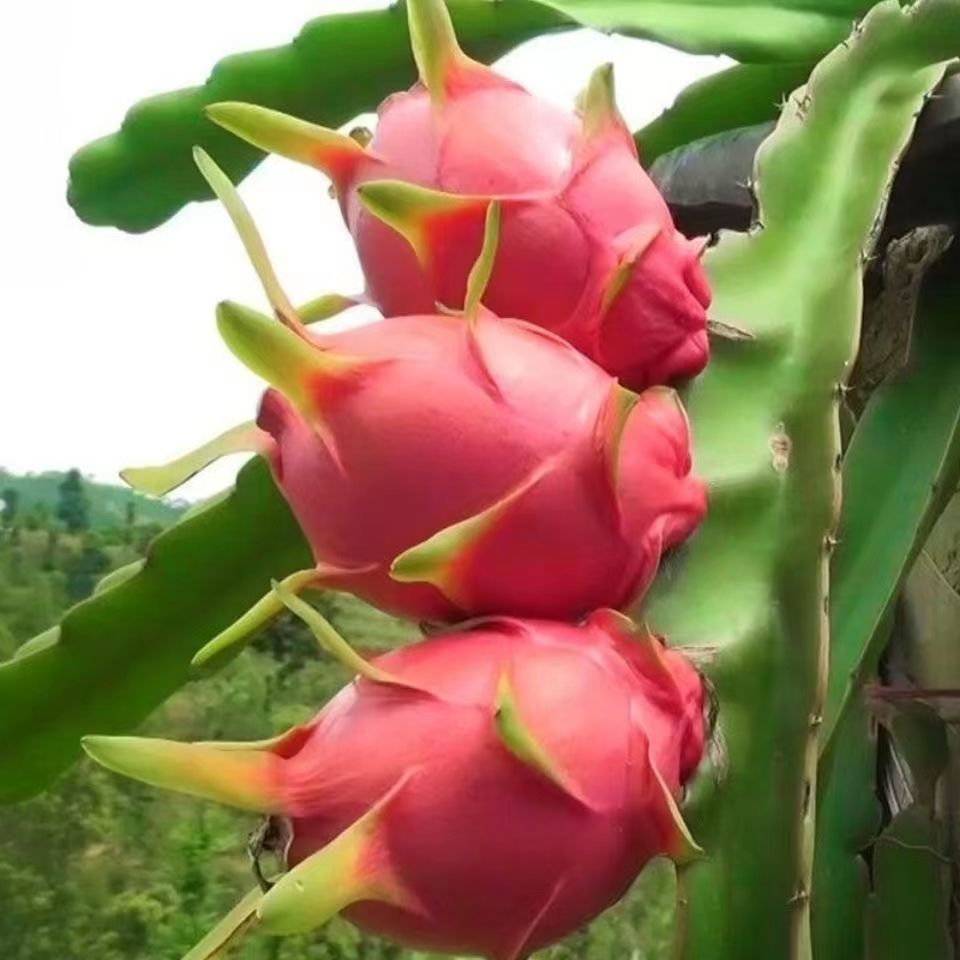 【清仓】红心火龙果树苗盆栽阳台庭院四季种植南方当年结果树苗